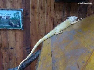 7. albino iguana