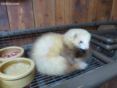 8. ferret