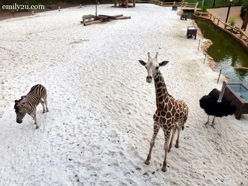 7. meet Rain the Giraffe and his friends
