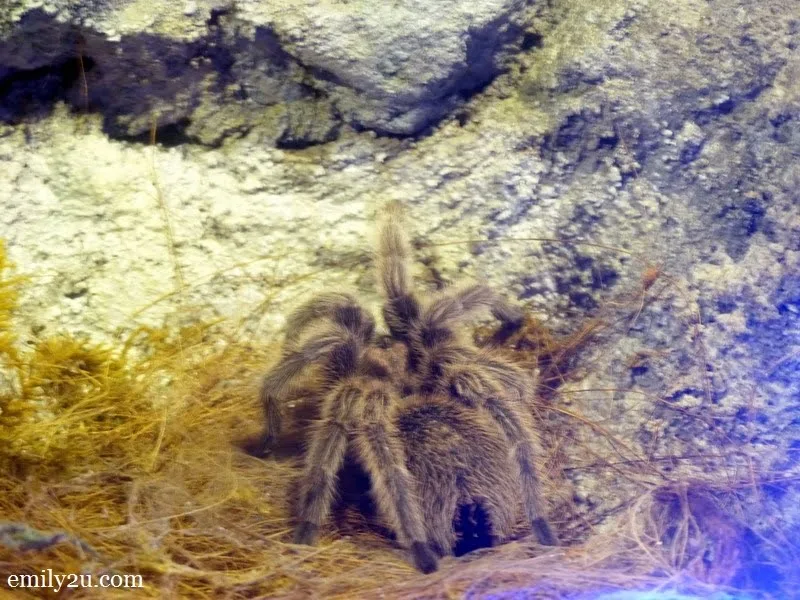 12. Chilean Rose Tarantula