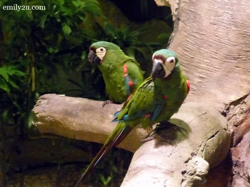 14. macaws