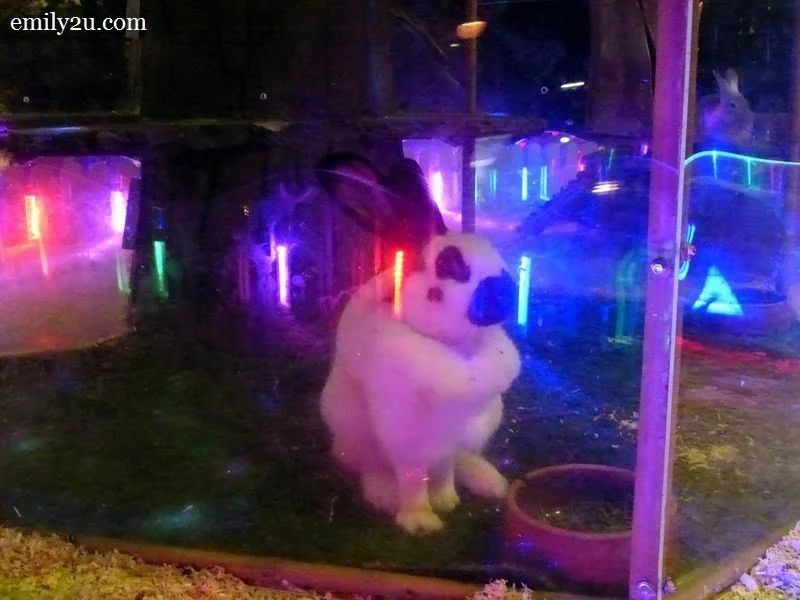 2. Flemish Giant Rabbit