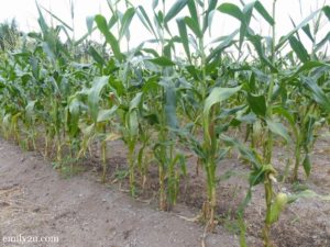 2 corn field