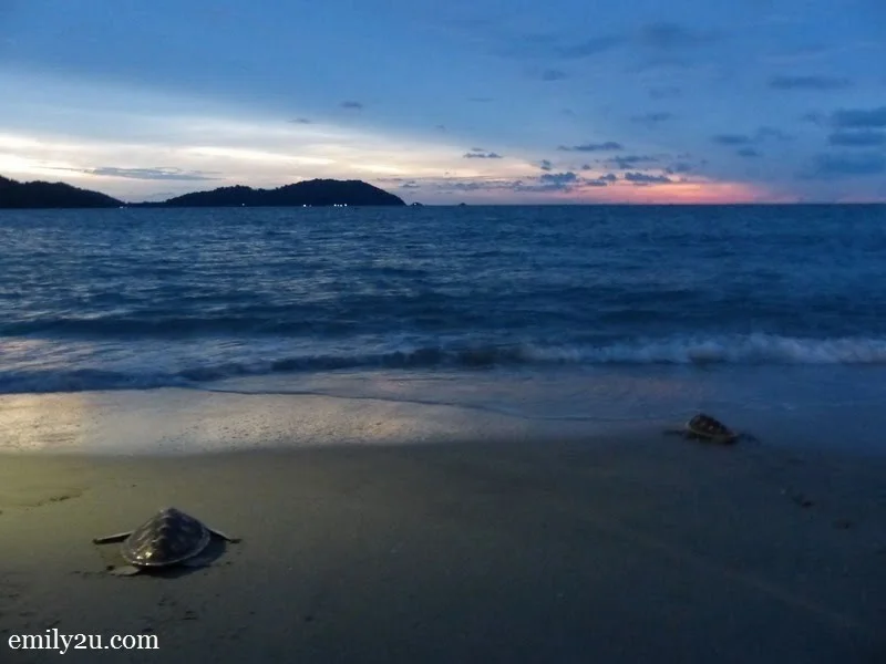 20. green turtles being released into the sea