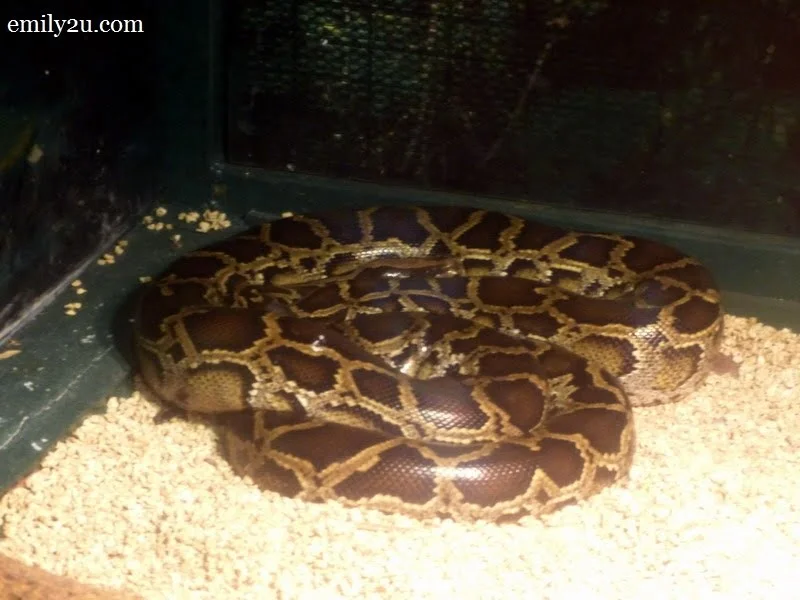 6. Burmese python