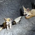 9 Lost World of Tambun Night Safari