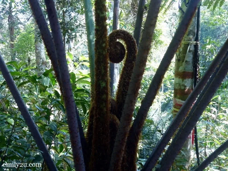 16. Monkey Tail Fern