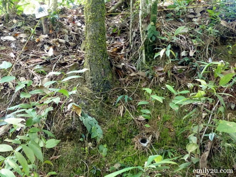 12. tarantulas' nest as deep as one metre