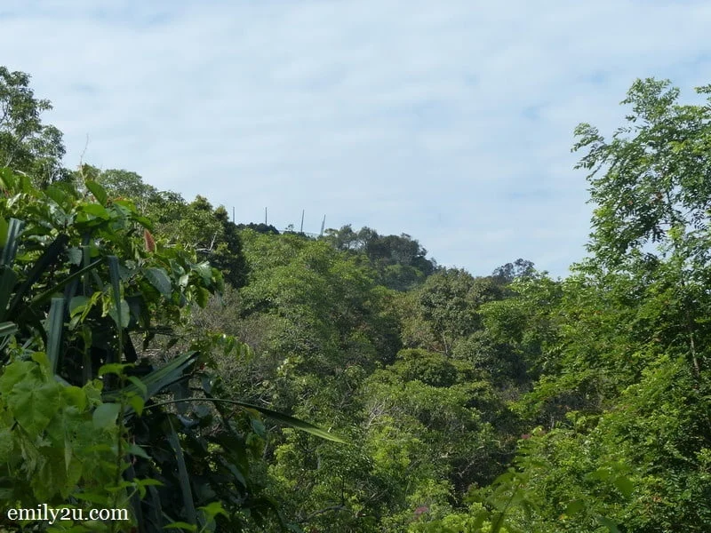 15. Curtis Crest Tree Top Walk on the horizon