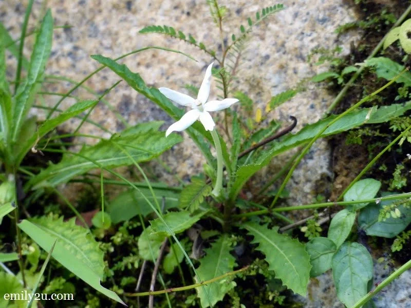  6. Star of Bethlehem