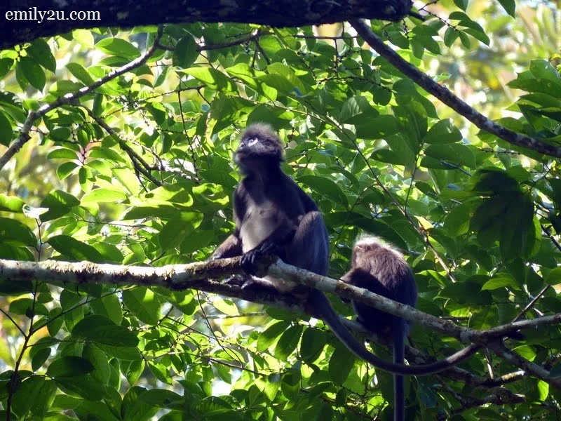 8. Dusky Leaf monkeys