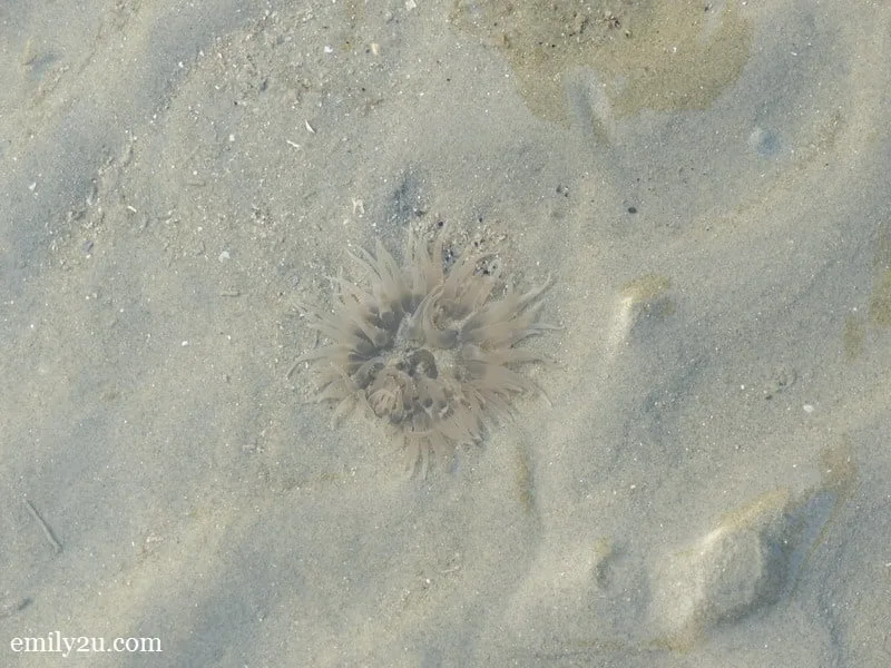 5. sea creature