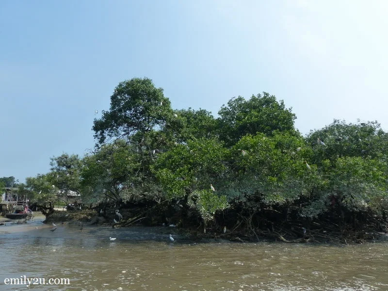 9. birds perch on a lush tree