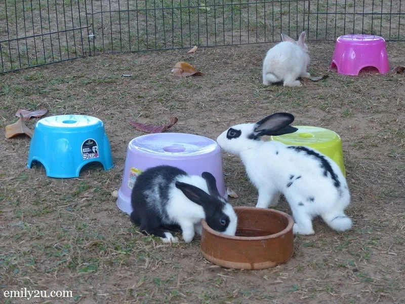 14. rabbit petting time