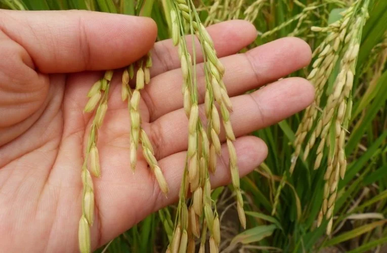 Spectacular Secrets of Selangor Unveiled