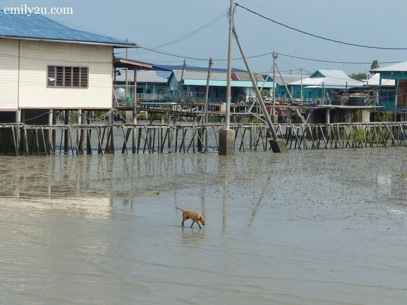 10. a dog tries to look for a drink of water