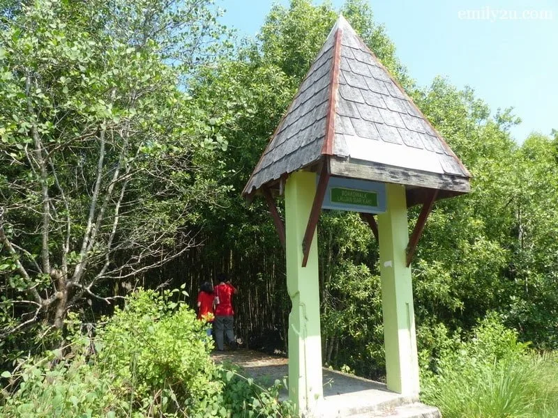 11. mangrove broadwalk