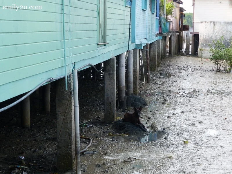11. this canine reminds me of the Pulau Ketam dog incident almost ten years ago
