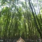 12 Kuala Selangor Nature Park Taman Alam