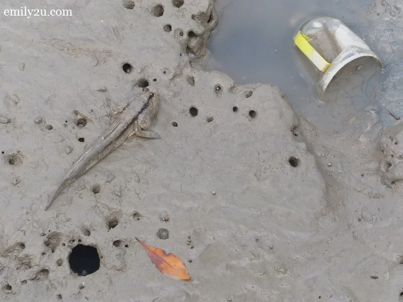 12. a mudskipper