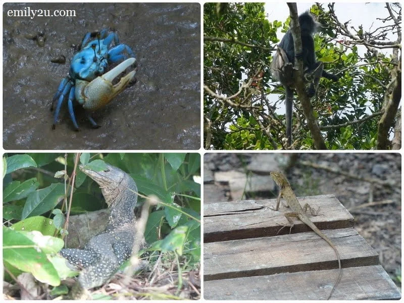 13. animals in the wild