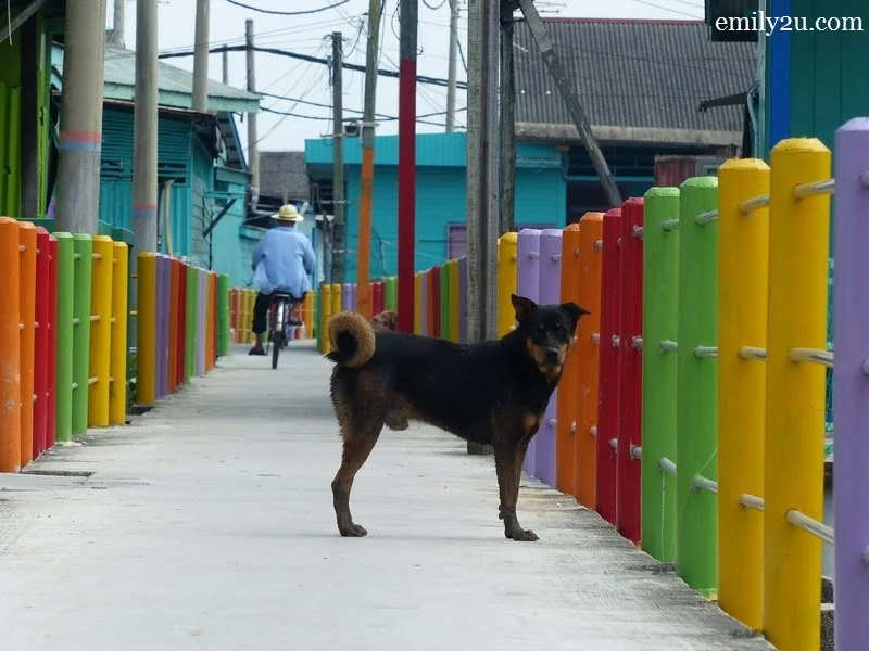 13. How many dogs do you see?