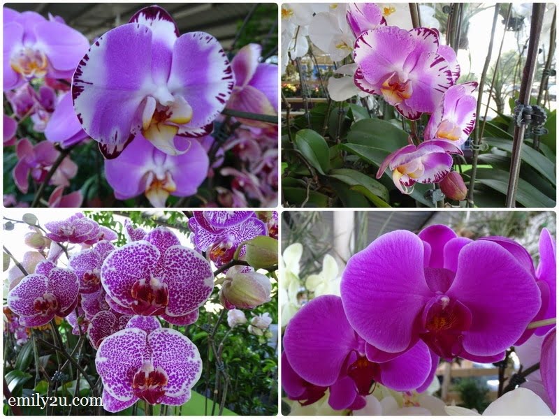 10 Pesta Orkid Ipoh