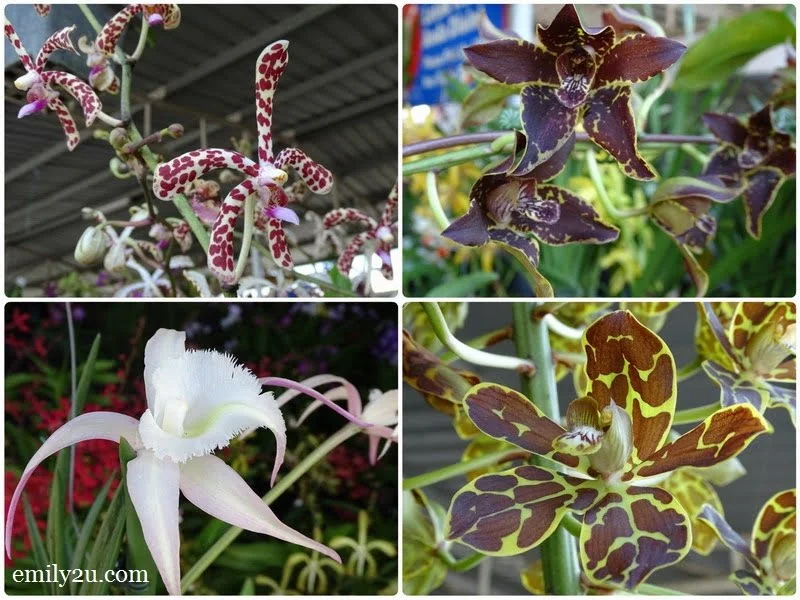  different species of orchids
