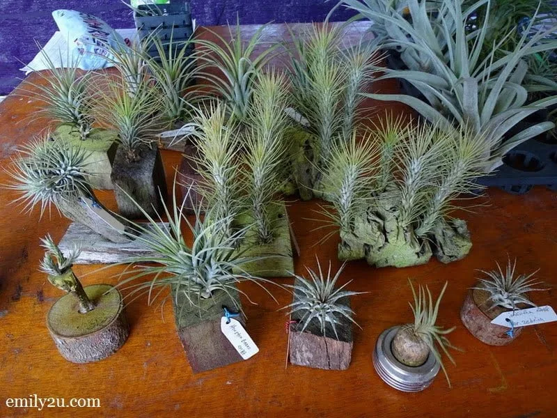 exotic plants from South America