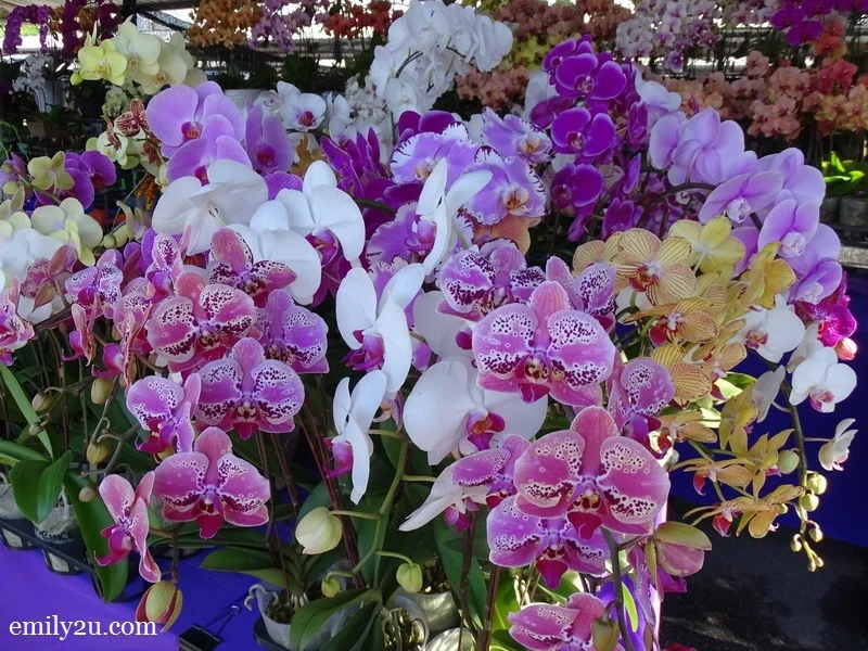 orchids