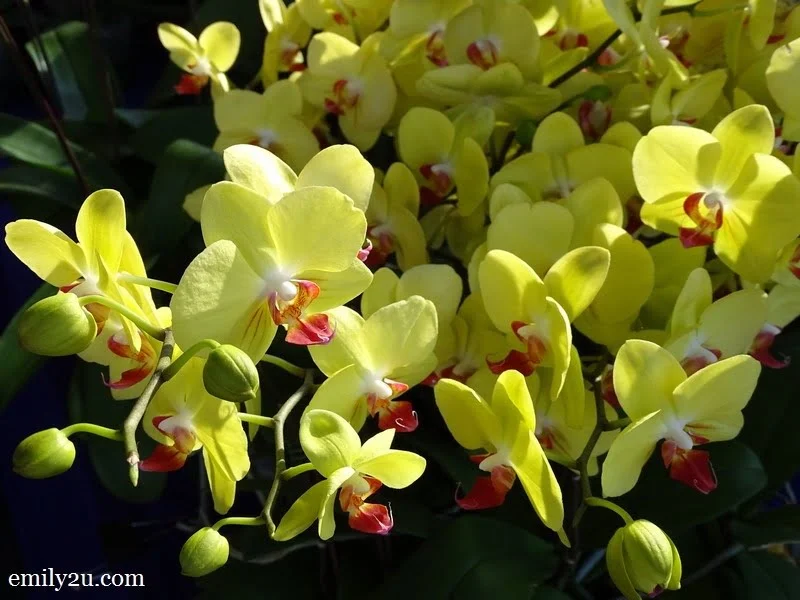 yellow orchids