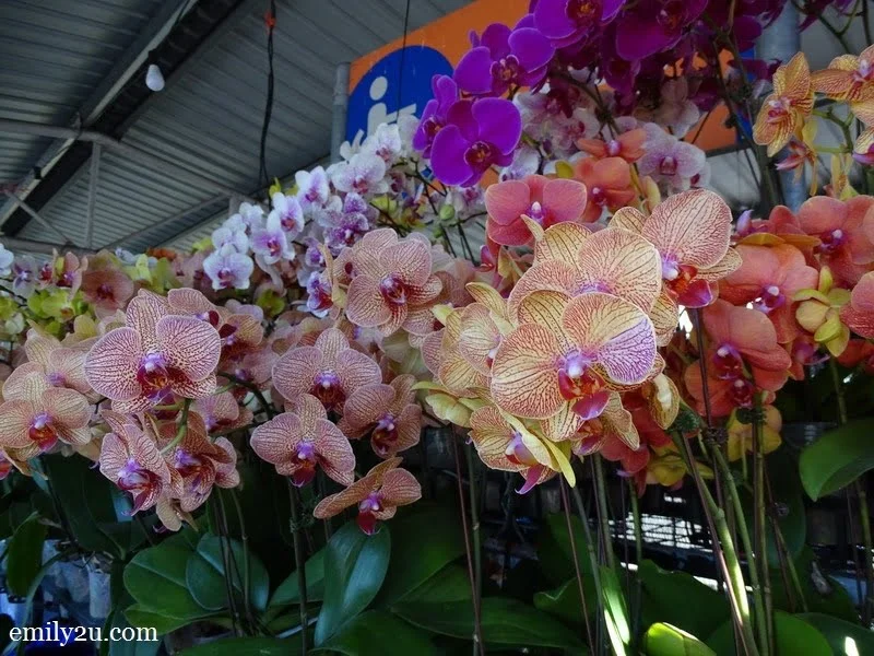 an abundance of orchid blooms