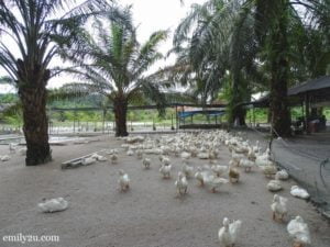 6 Trong Leisure Farm Perak
