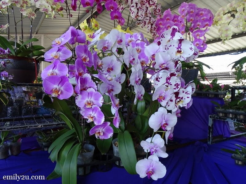 7 Pesta Orkid Ipoh