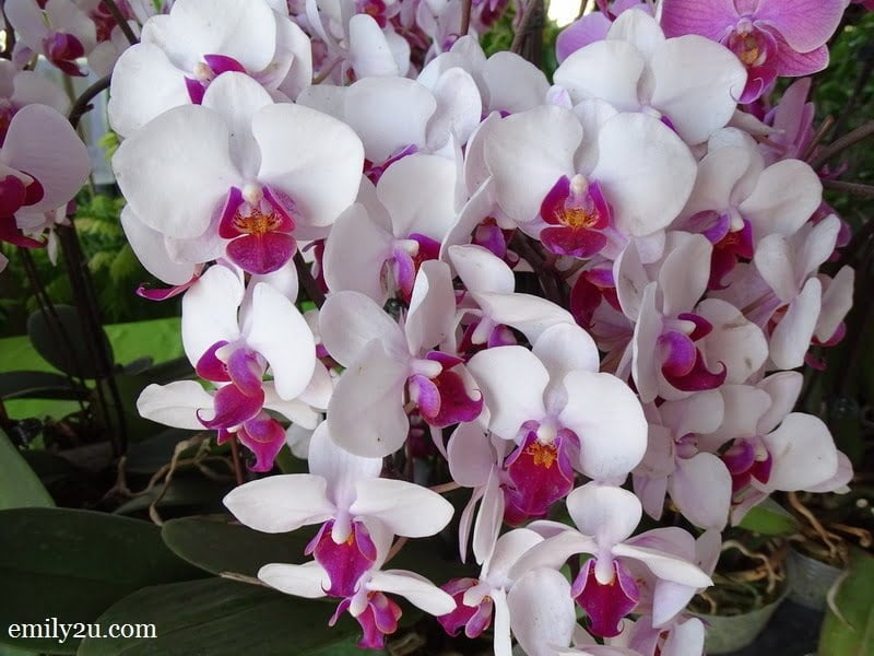 8 Pesta Orkid Ipoh