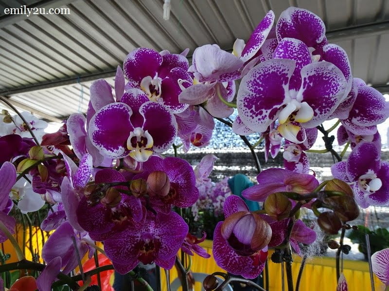 9 Pesta Orkid Ipoh