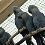 Spix's Macaw