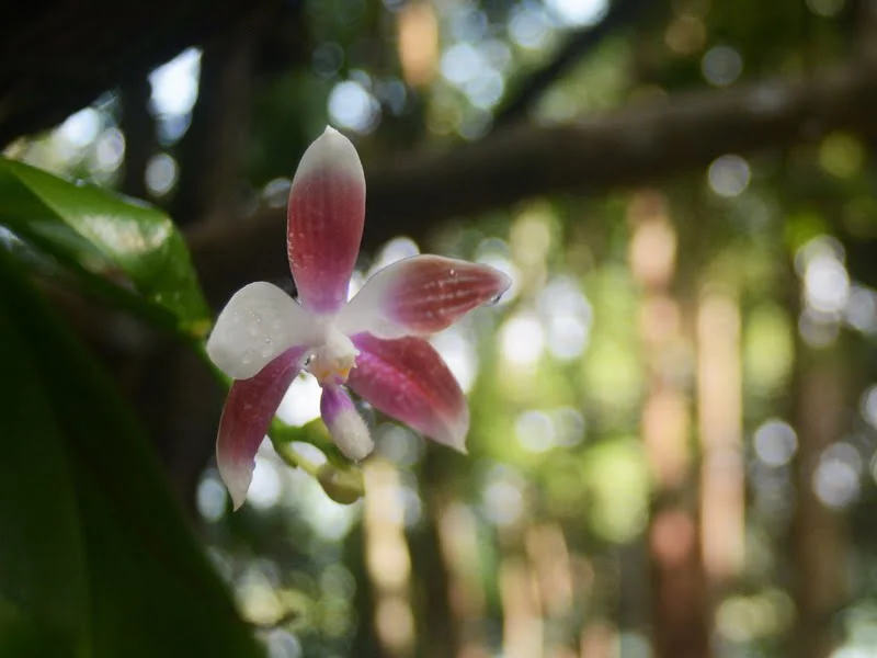 5. Orchid Garden