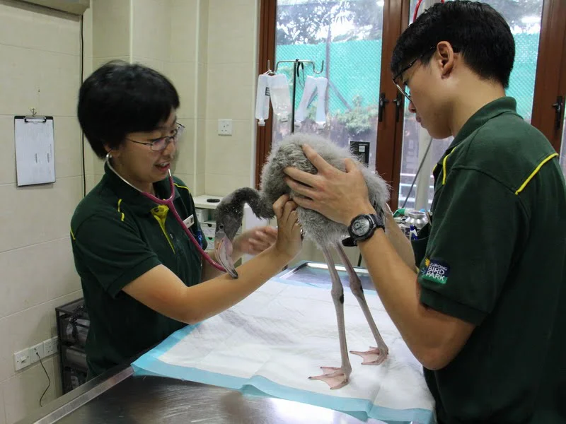Jurong Bird Park’s avian veterinarian, Dr Neo Peici (left) checking on Squish, assisted by veterinary nurse Marcus Tan.