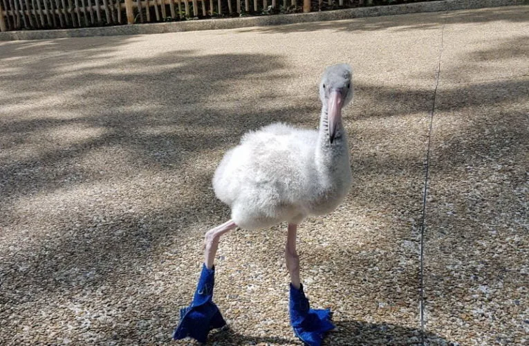 Meet Squish, the Greater Flamingo Chick, at Singapore’s Jurong Bird Park