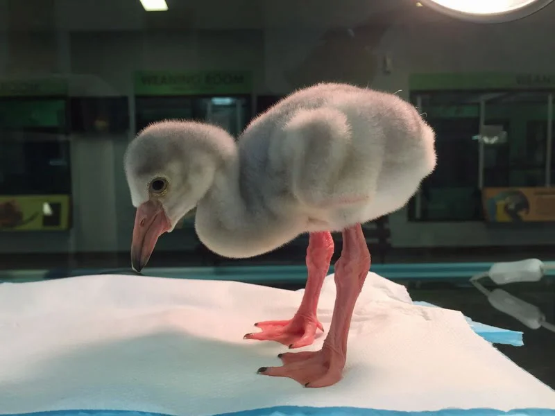 Squish standing on its own at Day 5
