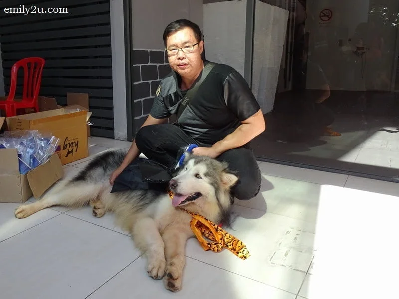 13. Alaskan Malamute feels lazy