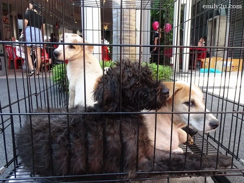 17. puppies for adoption
