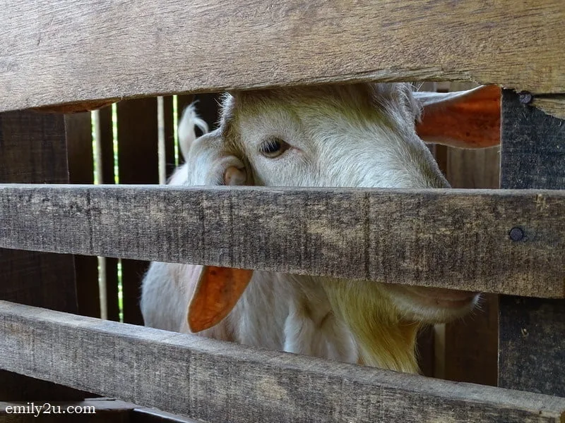 21. goatee goat