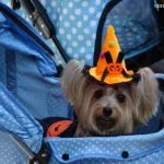 ISPCA Halloween Dogathon 2017 3 Halloween Dogathon