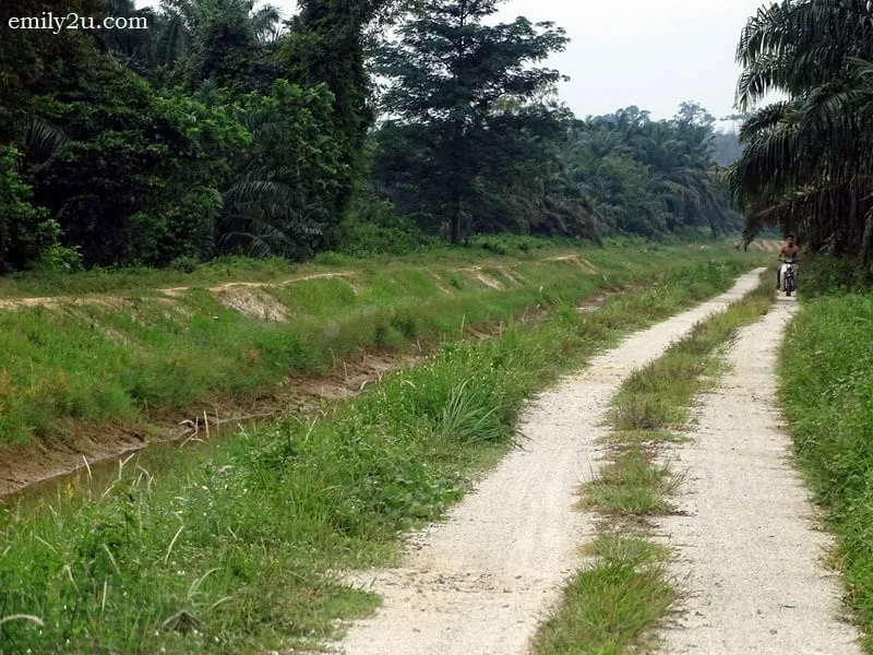 6. drive along the river bank from Sungai Atas Sungai to Telaga Gergasi