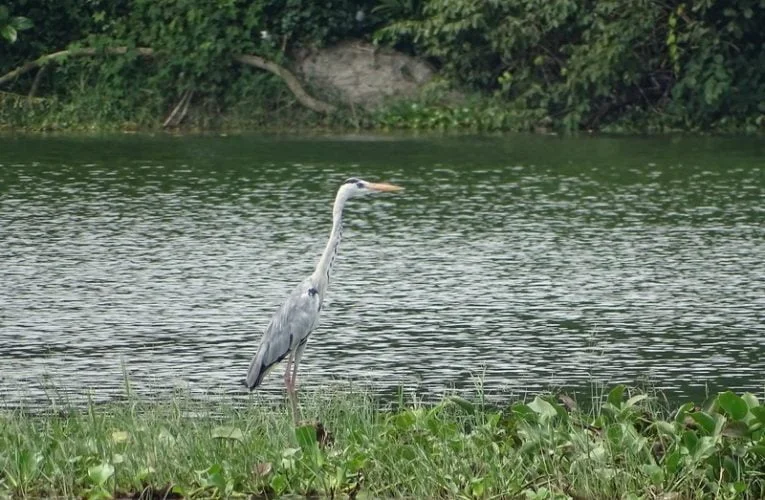 Kinta Nature Park (Taman Alam Kinta), Batu Gajah, Perak