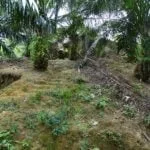 8 Daerah Selama Perak