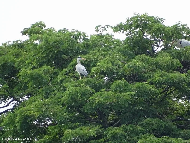 9. bird perching on a tree