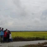 The Golden Paddy Fields of Chui Chak, Perak 1 Chui Chak Perak